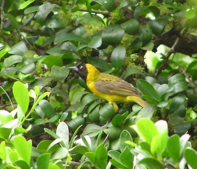 Lesser Masked-Weaver - ML642353362
