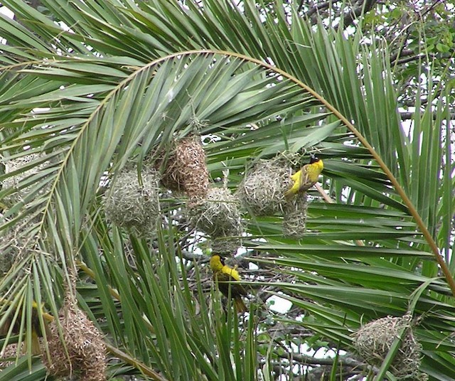 Lesser Masked-Weaver - ML642353367