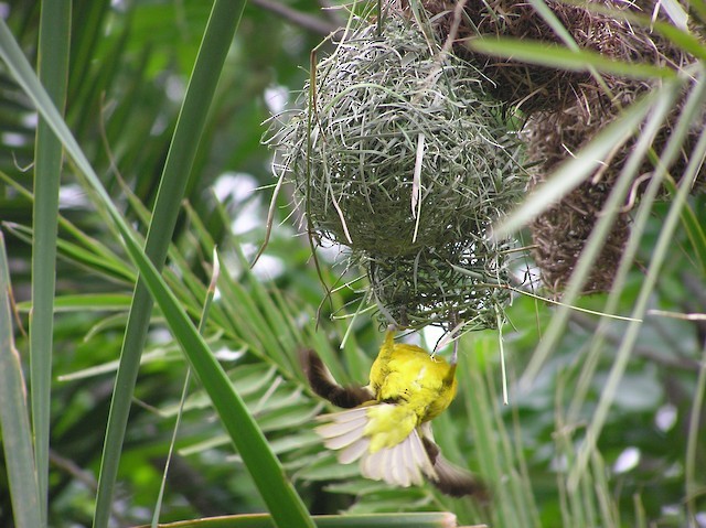 Lesser Masked-Weaver - ML642353371