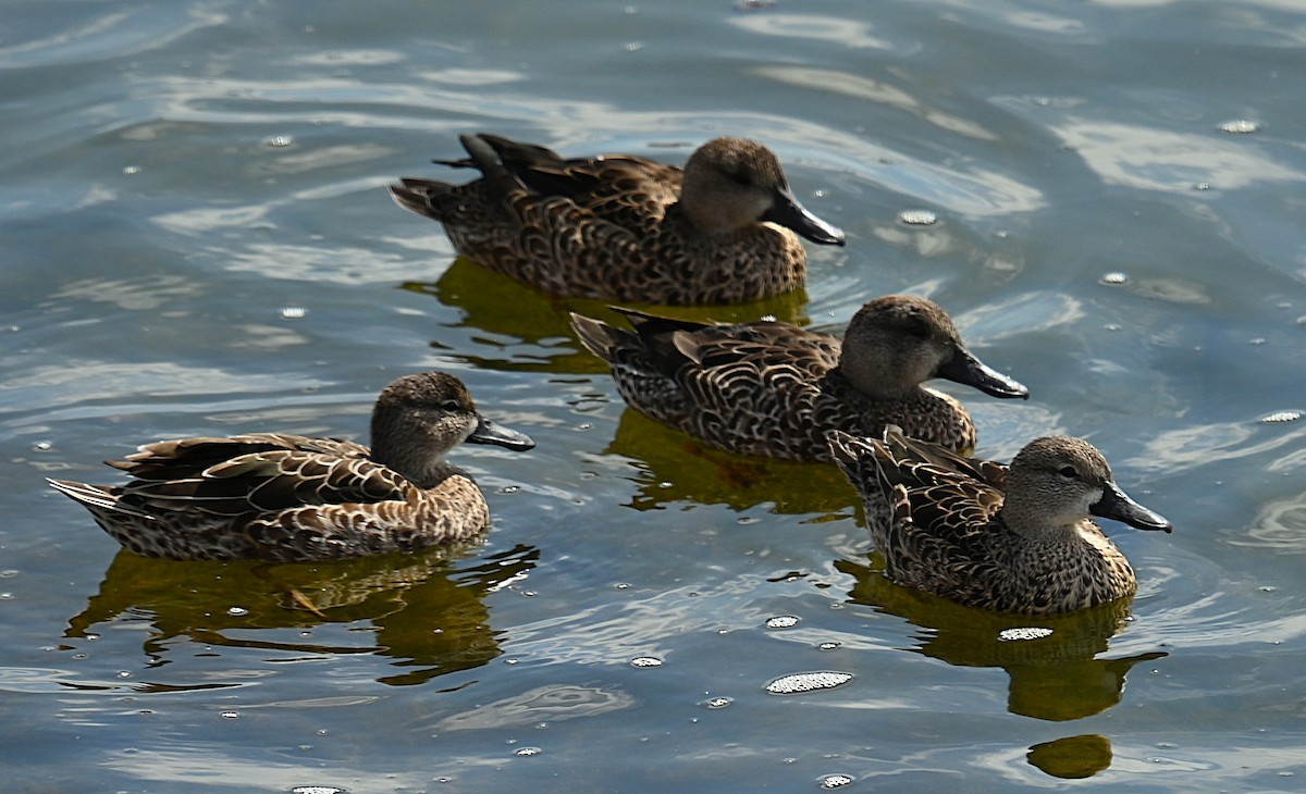 Blue-winged Teal - ML642353377