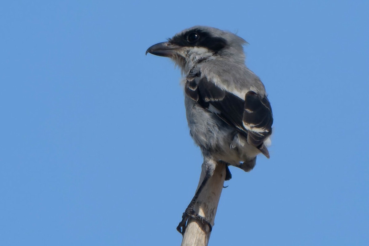 Loggerhead Shrike - ML642353387