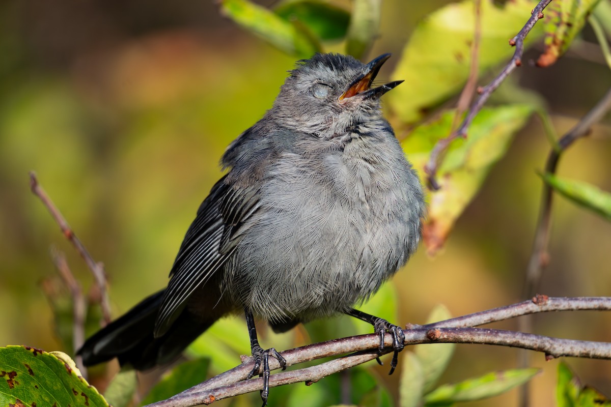 Gray Catbird - ML642353389