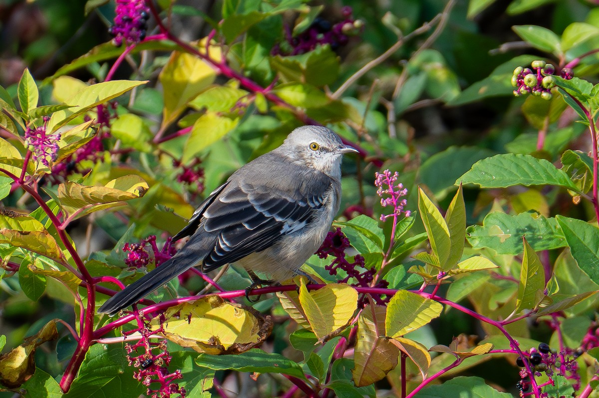 Northern Mockingbird - ML642353393