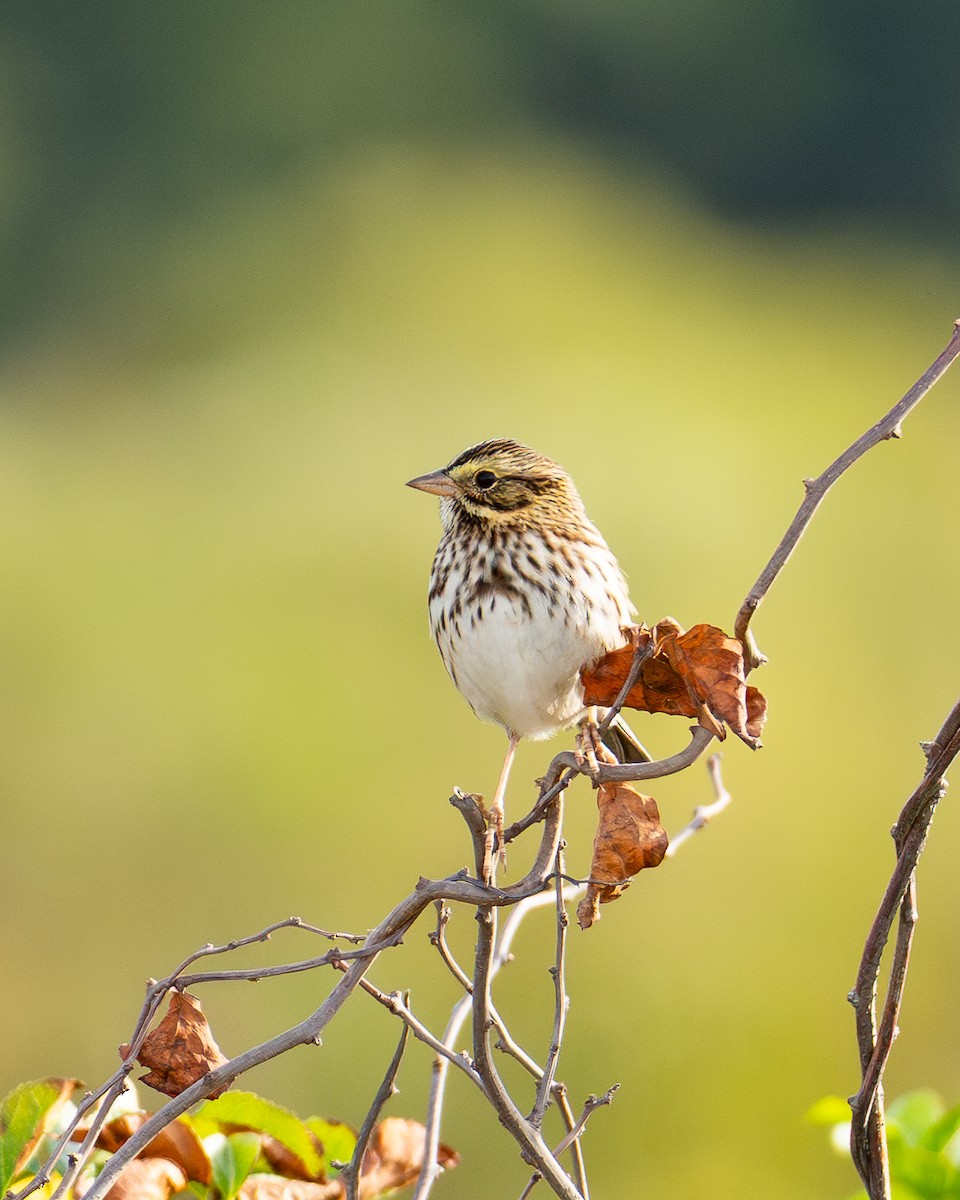 Savannah Sparrow - ML642353397