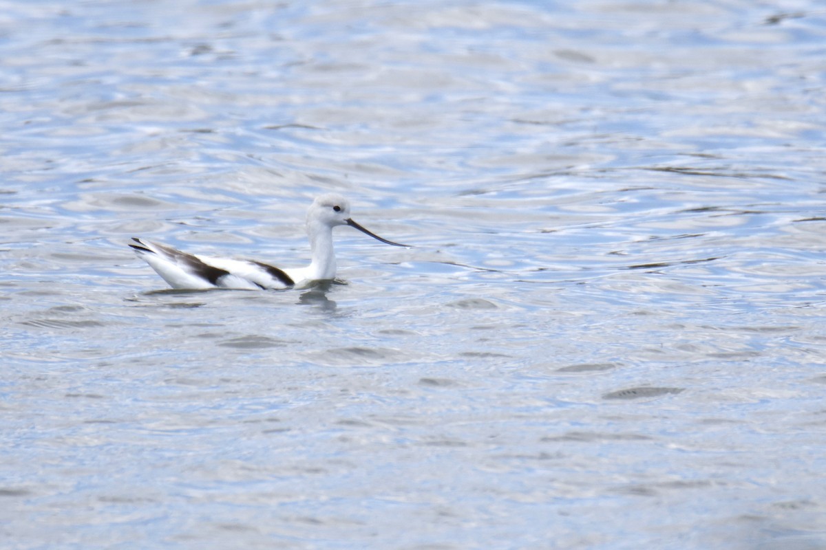 American Avocet - ML642353398