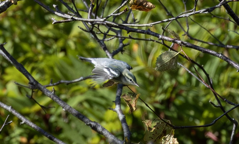 Cerulean Warbler - ML642353400
