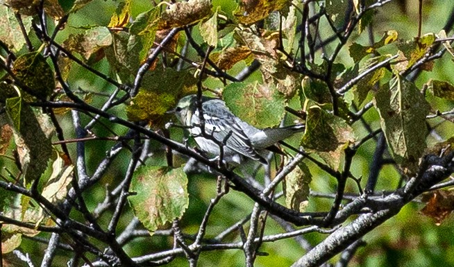 Cerulean Warbler - ML642353401