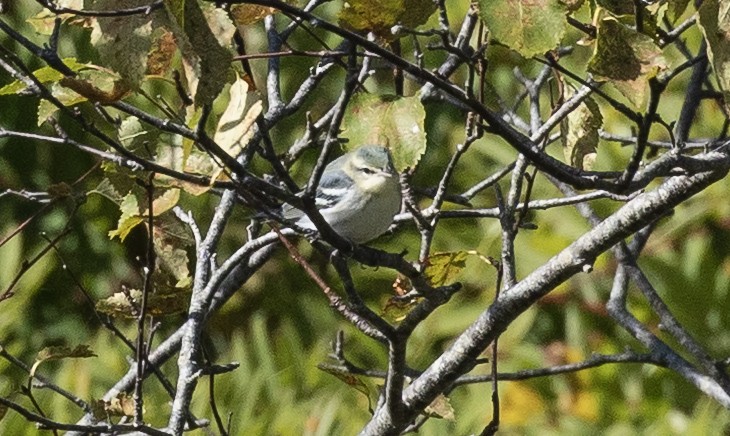 Cerulean Warbler - ML642353402