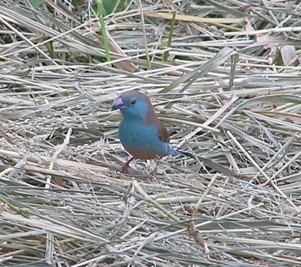 Southern Cordonbleu - ML642353416