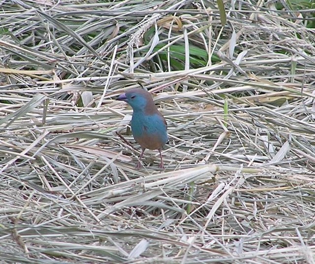 Southern Cordonbleu - ML642353419