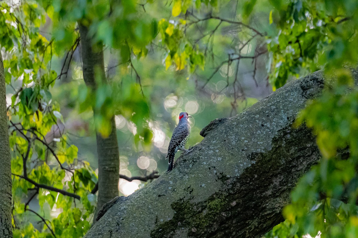 Northern Flicker - ML642353427