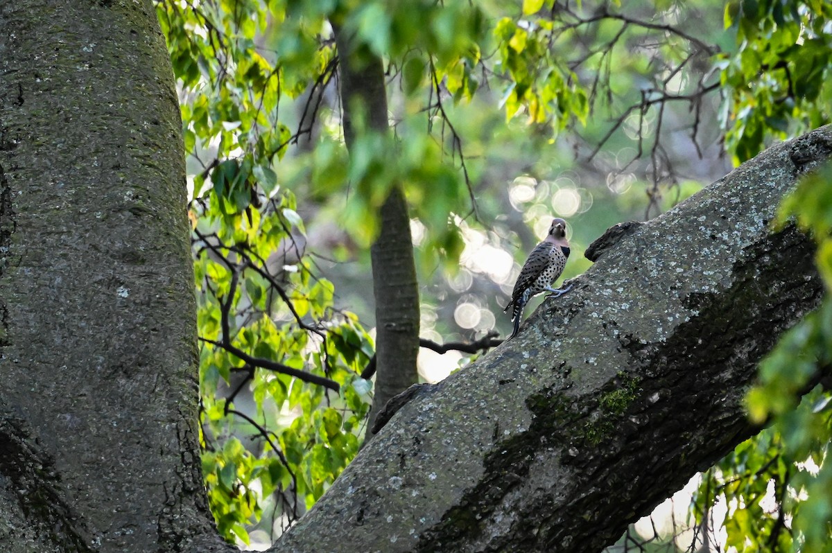 Northern Flicker - ML642353428