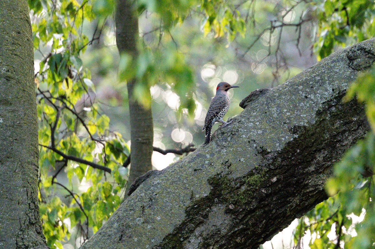 Northern Flicker - ML642353429