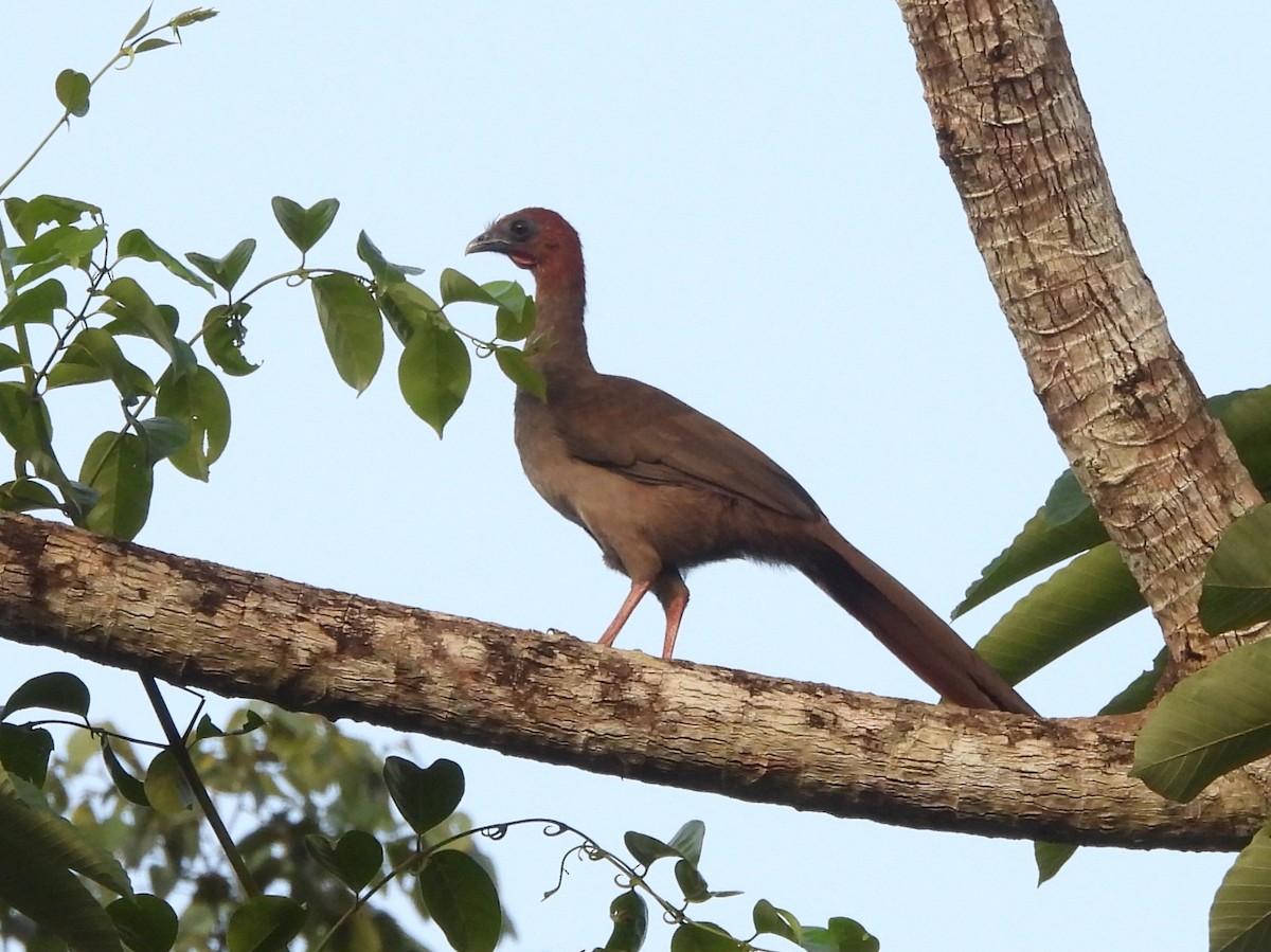 Motmotguan - ML642353436