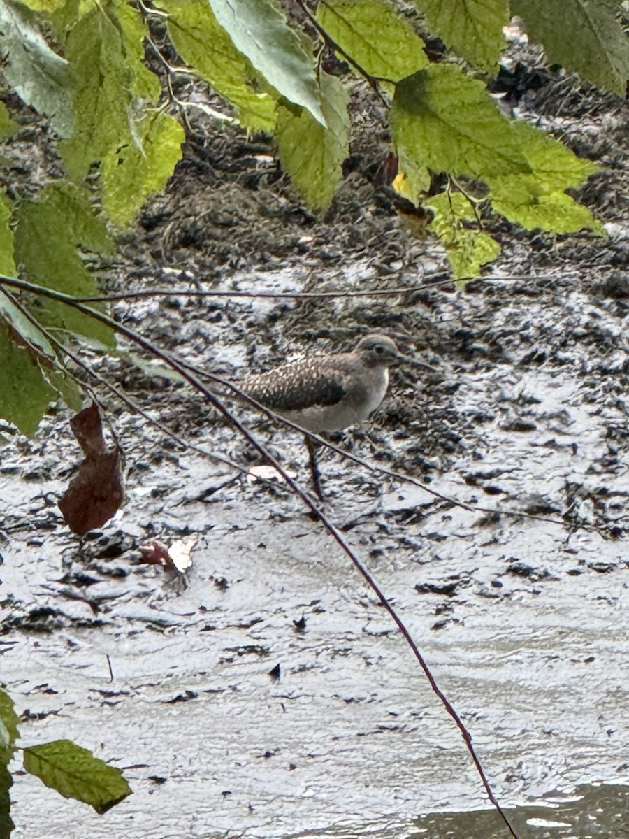 eremittsnipe - ML642353444