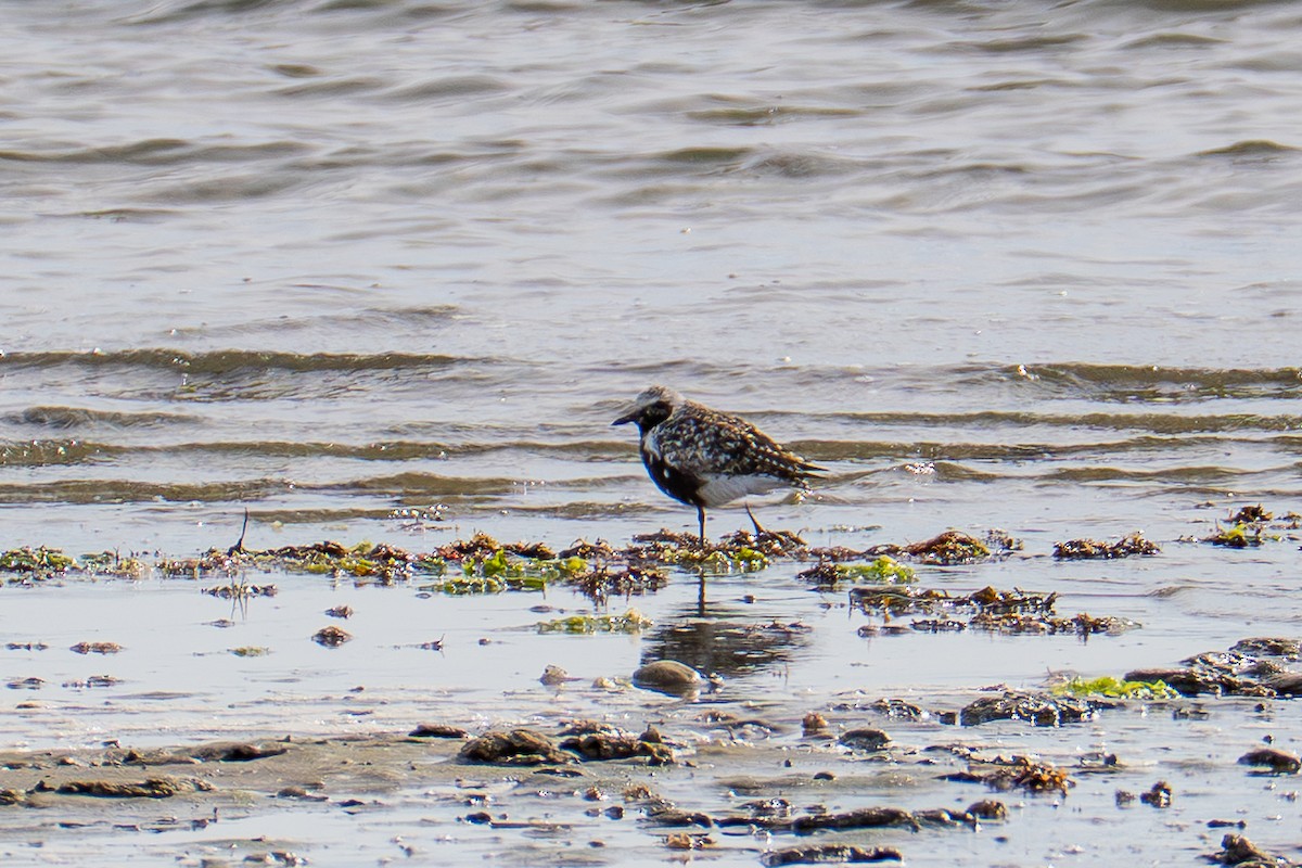 Black-bellied Plover - ML642353450