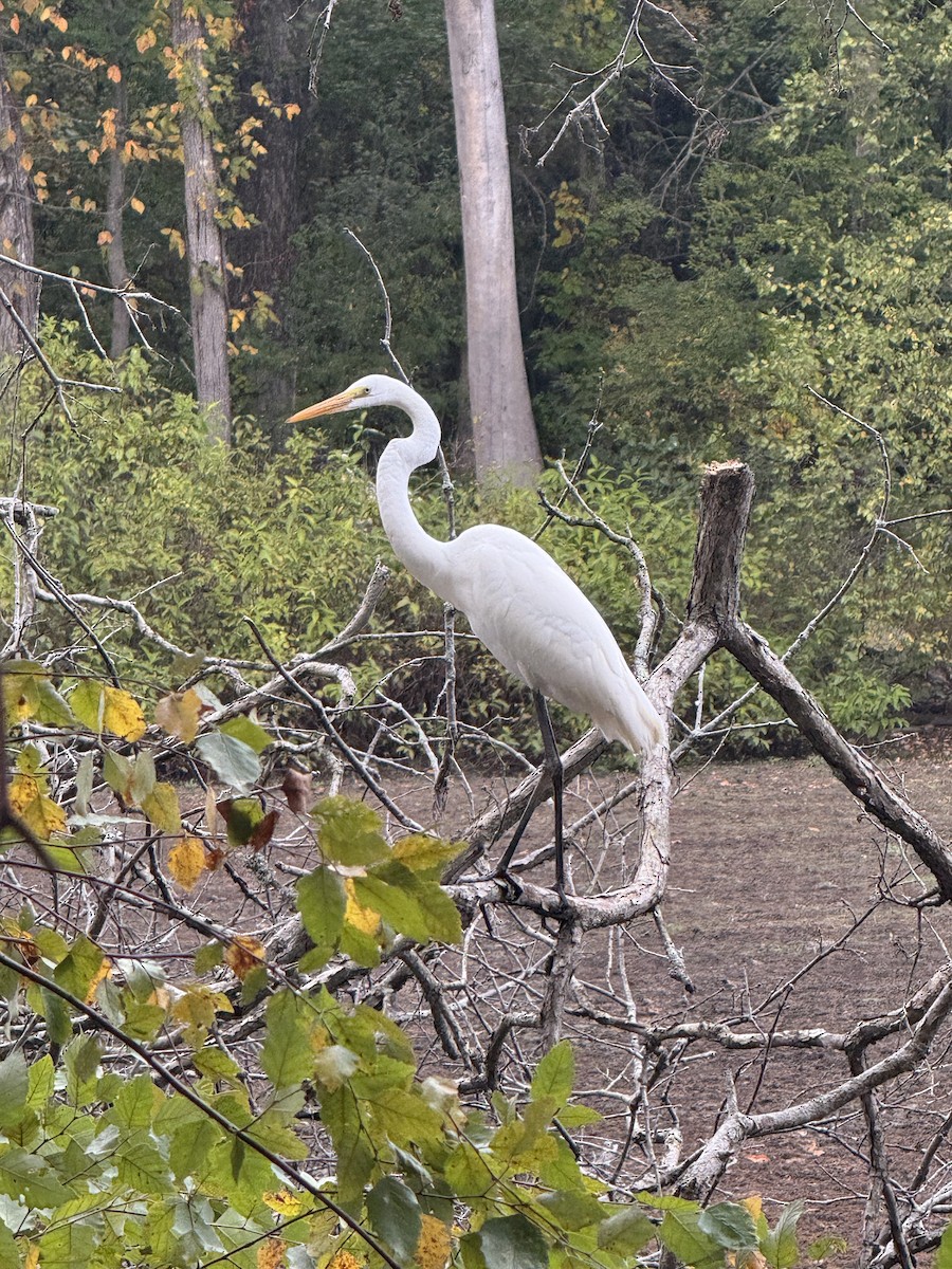 egretthegre - ML642353453