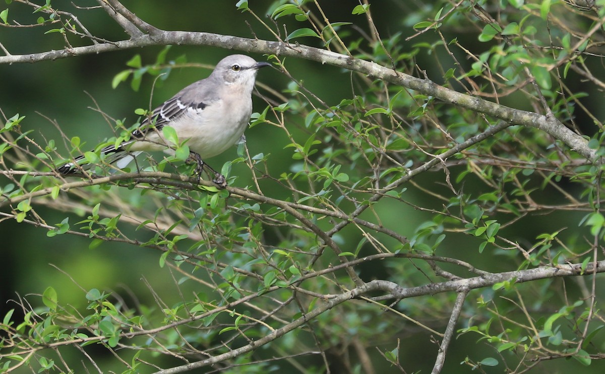 Northern Mockingbird - ML642353464