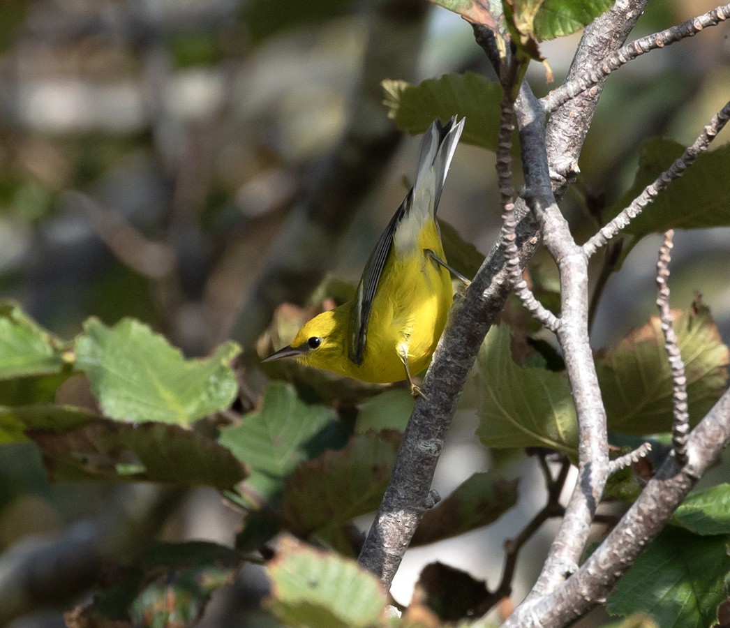 blåvingeparula - ML642353503