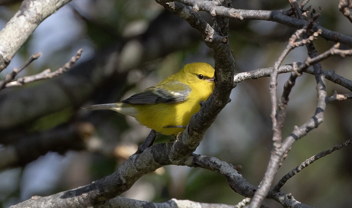 blåvingeparula - ML642353504