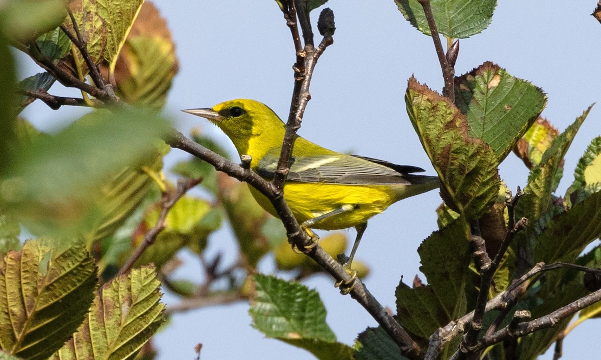 blåvingeparula - ML642353505