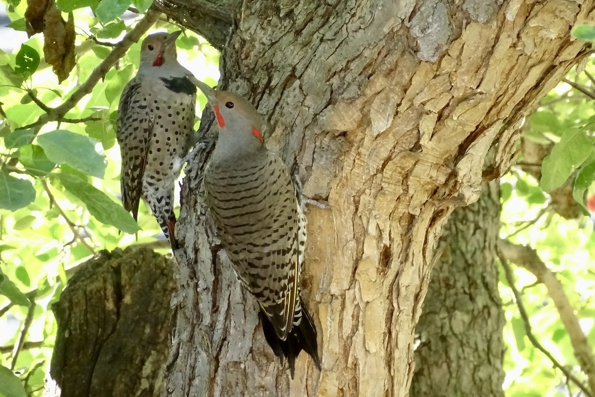 Northern Flicker - ML642353516