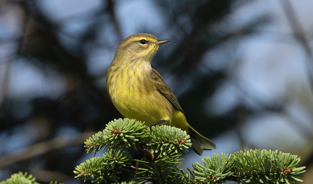 Palm Warbler - ML642353531