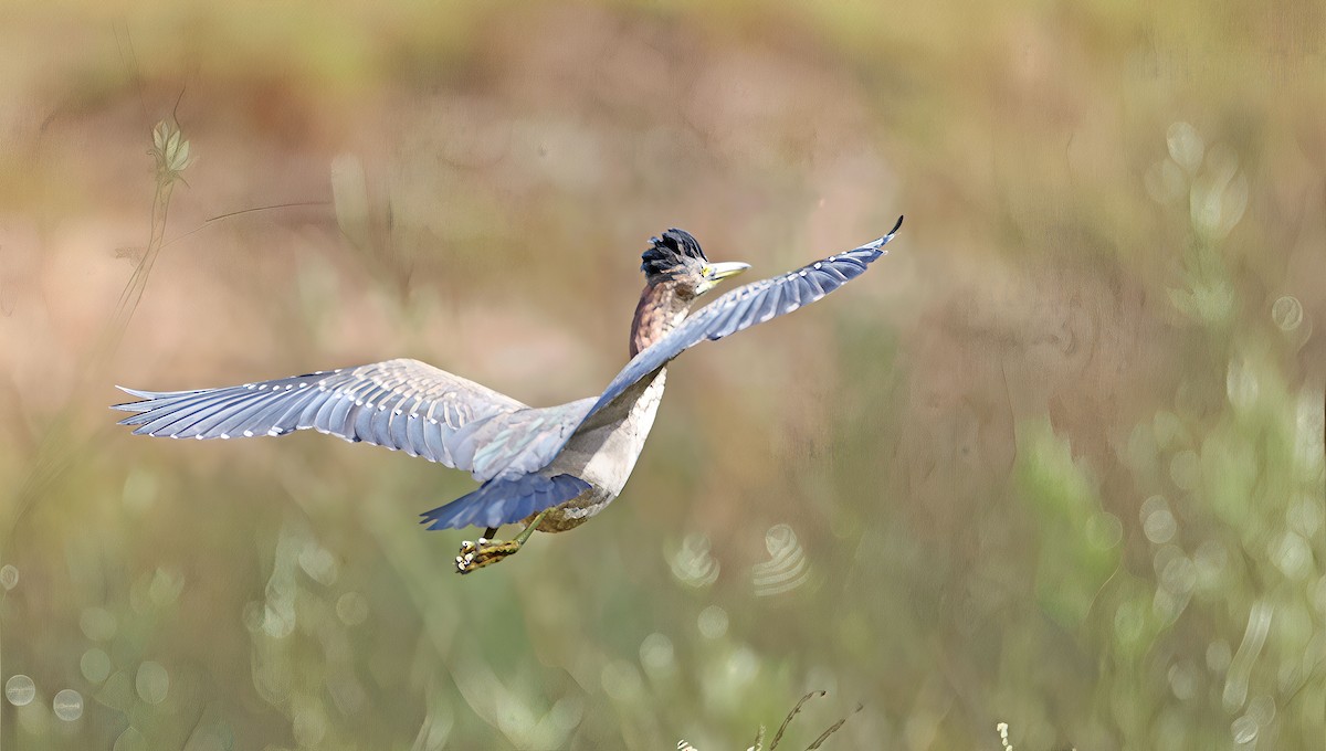 Green Heron - ML642353583