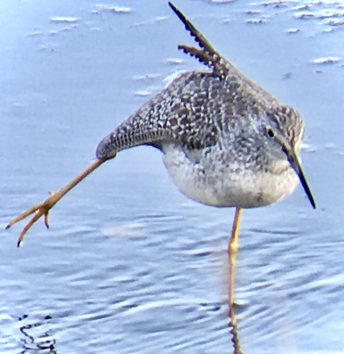 Greater Yellowlegs - ML642353621