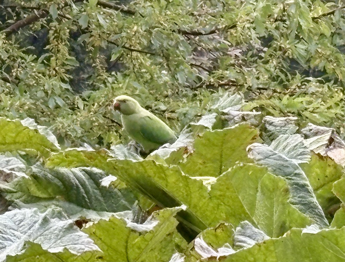 Rose-ringed Parakeet - ML642353624