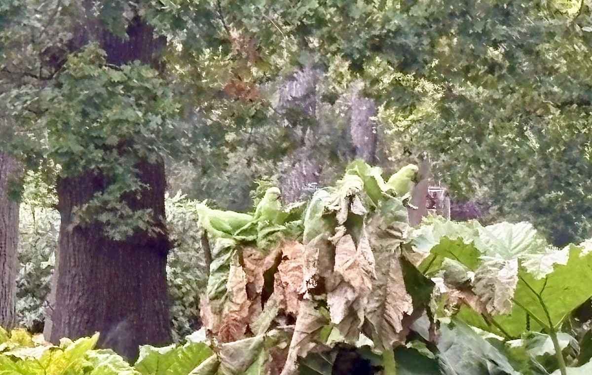 Rose-ringed Parakeet - ML642353626
