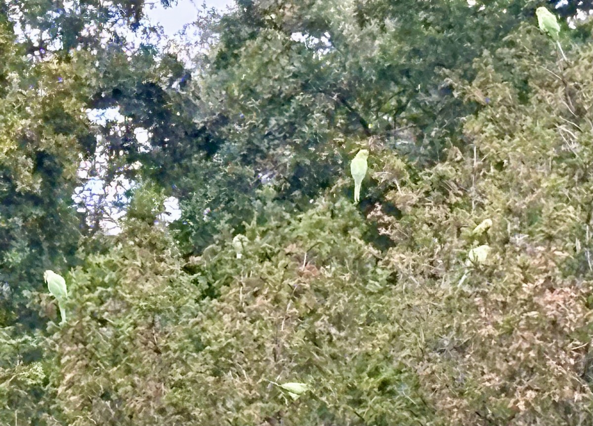 Rose-ringed Parakeet - ML642353627