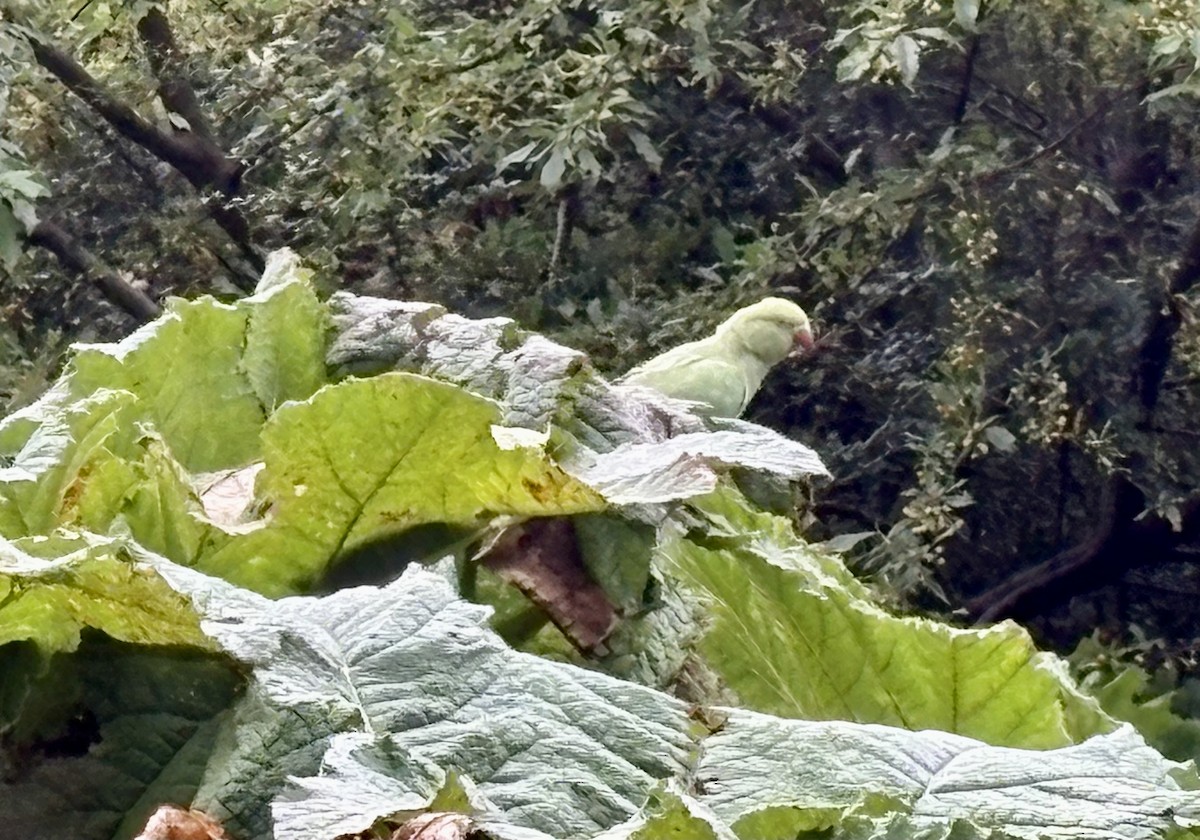 Rose-ringed Parakeet - ML642353632