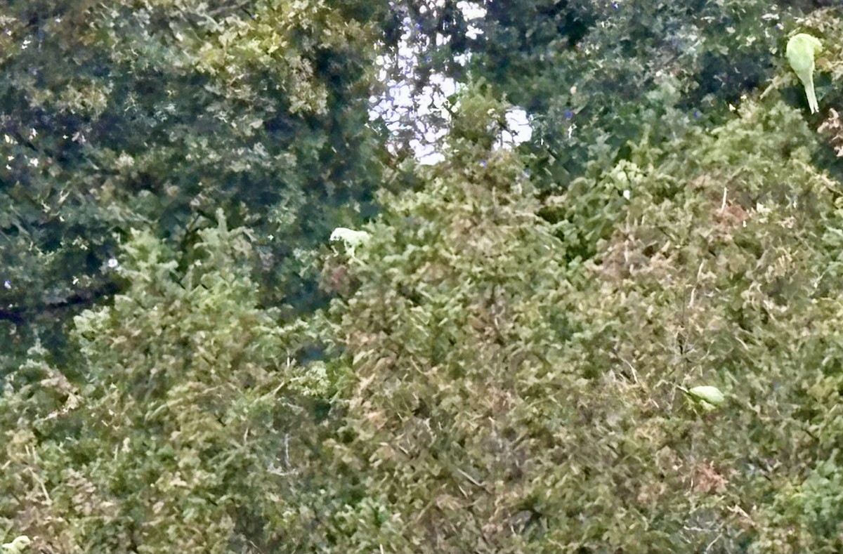 Rose-ringed Parakeet - ML642353639