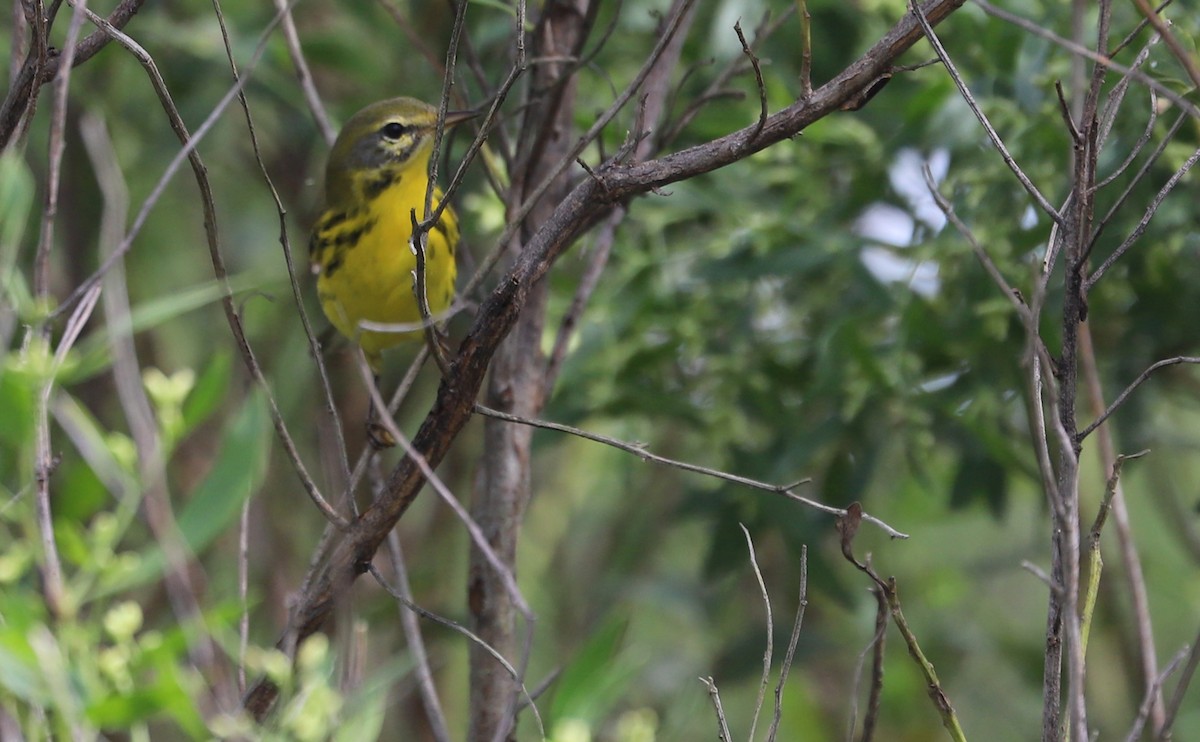Prairie Warbler - ML642353641