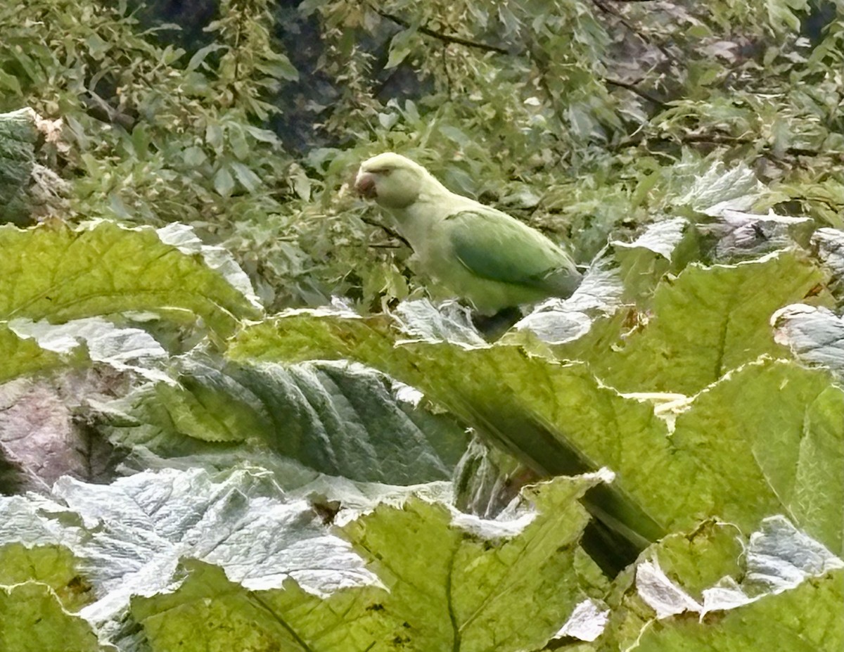 Rose-ringed Parakeet - ML642353642