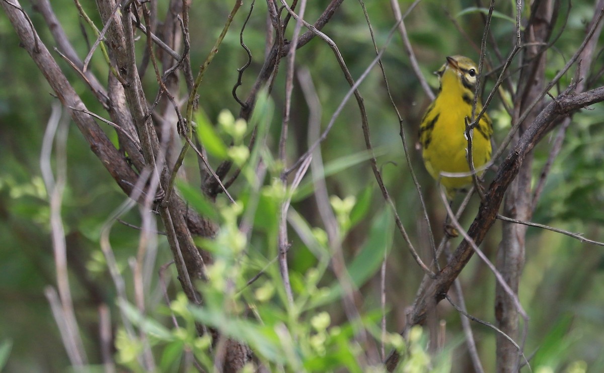 Prairie Warbler - ML642353643