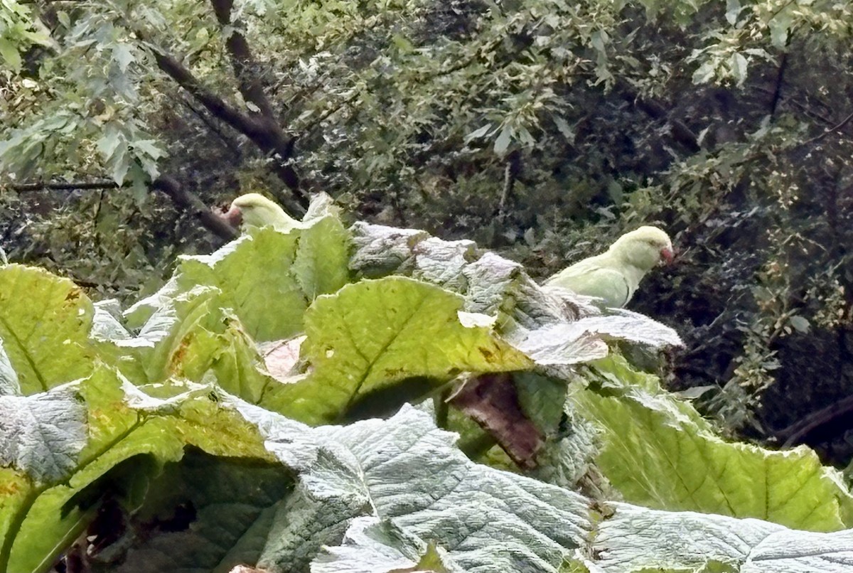 Rose-ringed Parakeet - ML642353644