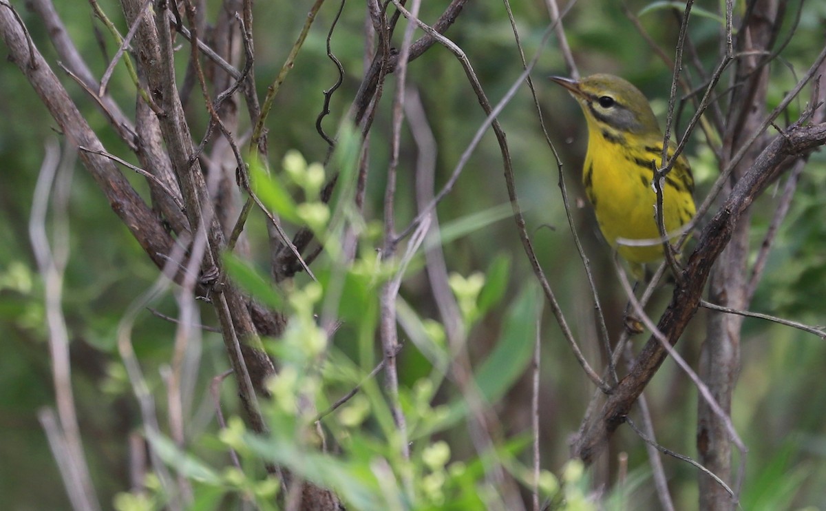 Prairie Warbler - ML642353646