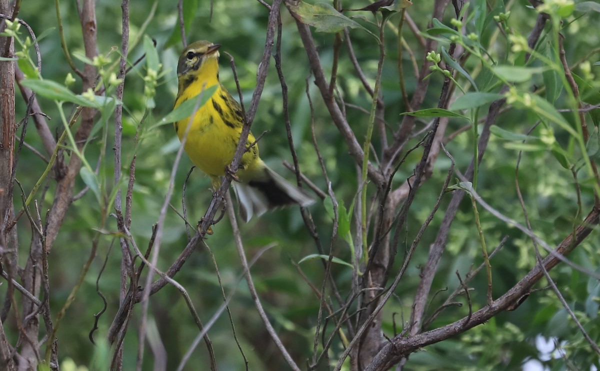 Prairie Warbler - ML642353649