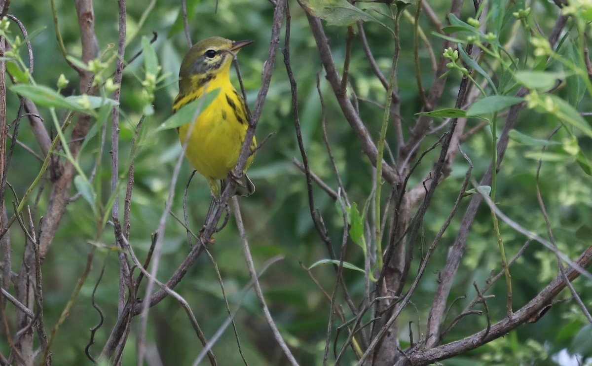 Prairie Warbler - ML642353654