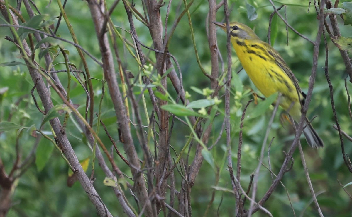 Prairie Warbler - ML642353660