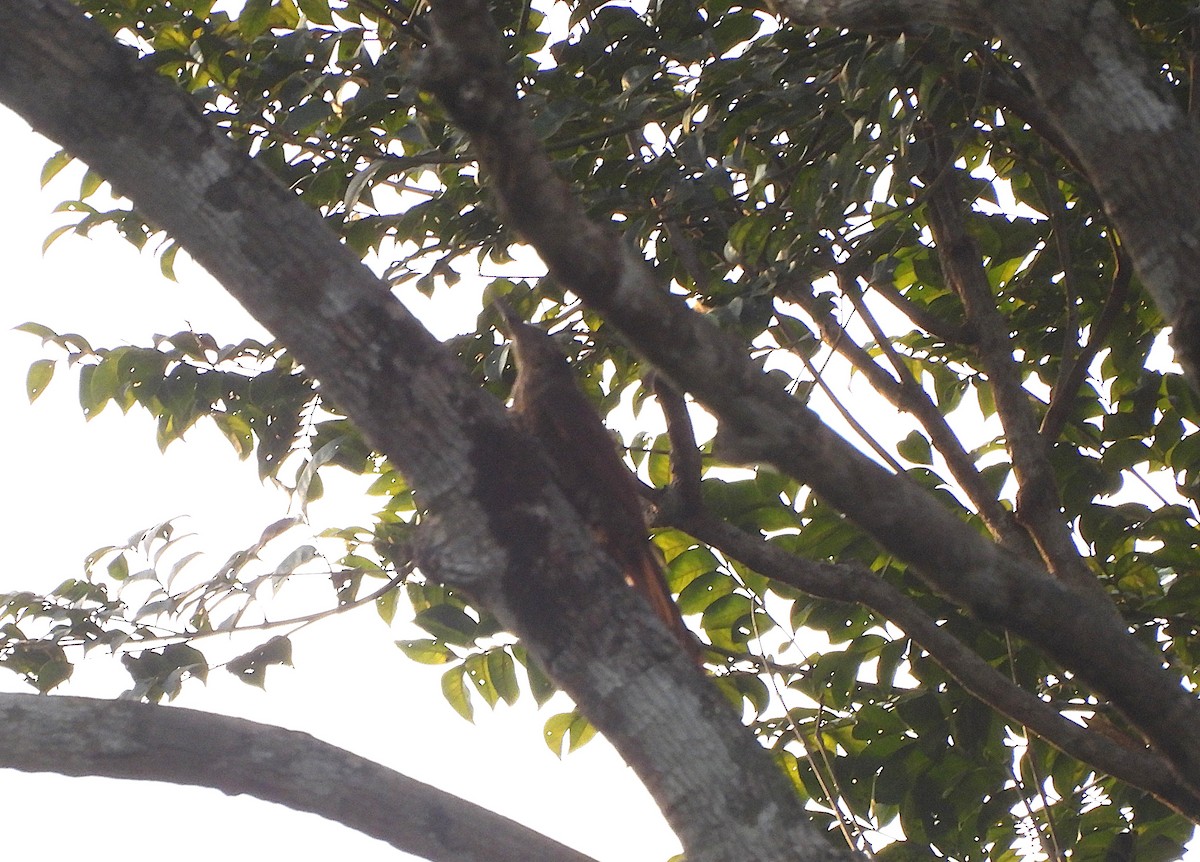 Cinnamon-throated Woodcreeper - ML642353663