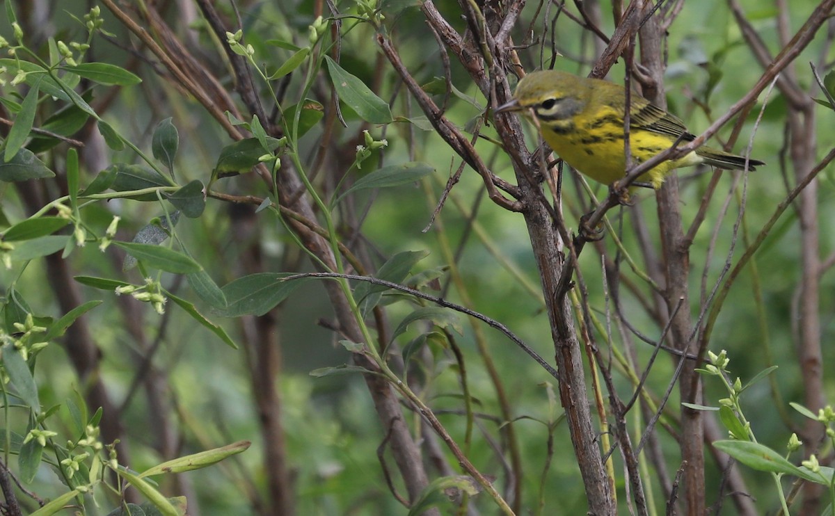 Prairie Warbler - ML642353664