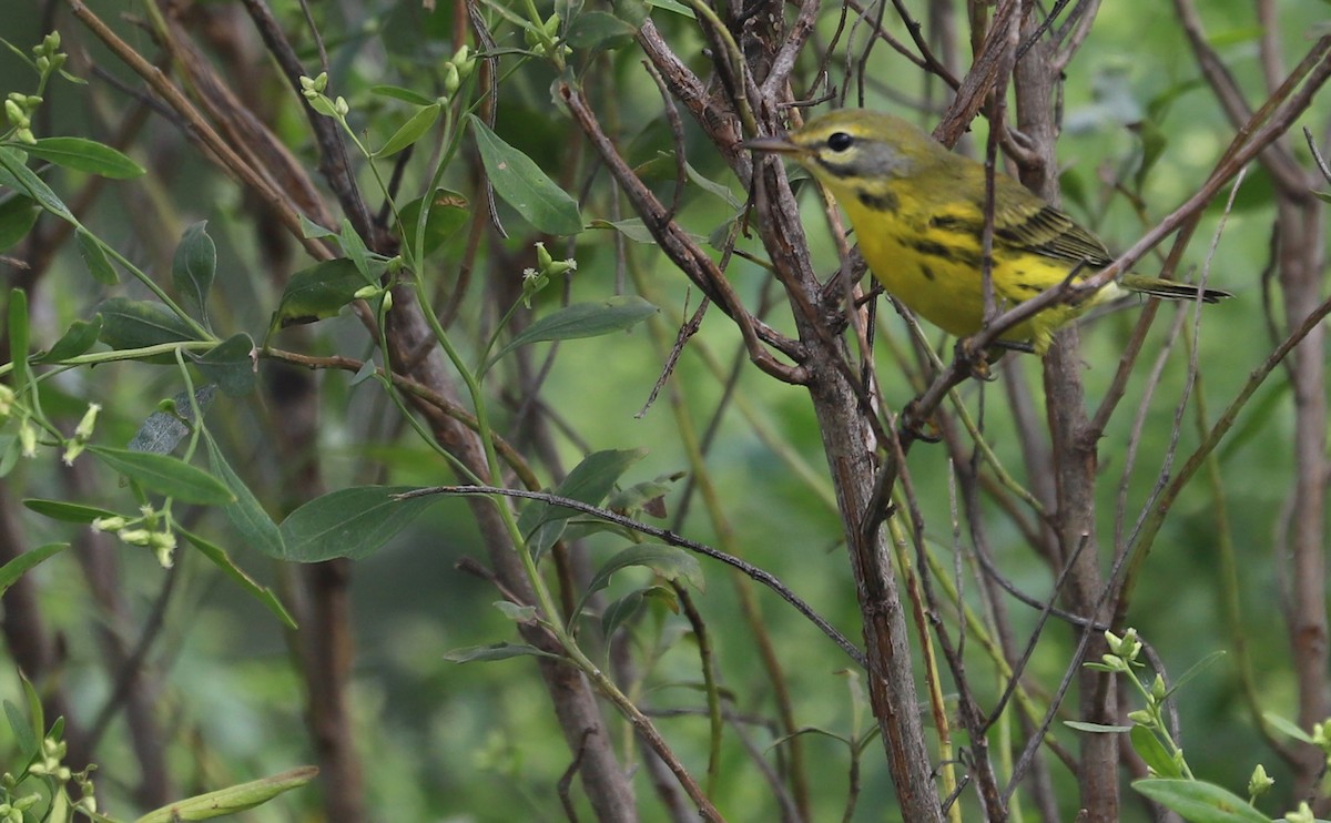 Prairie Warbler - ML642353671