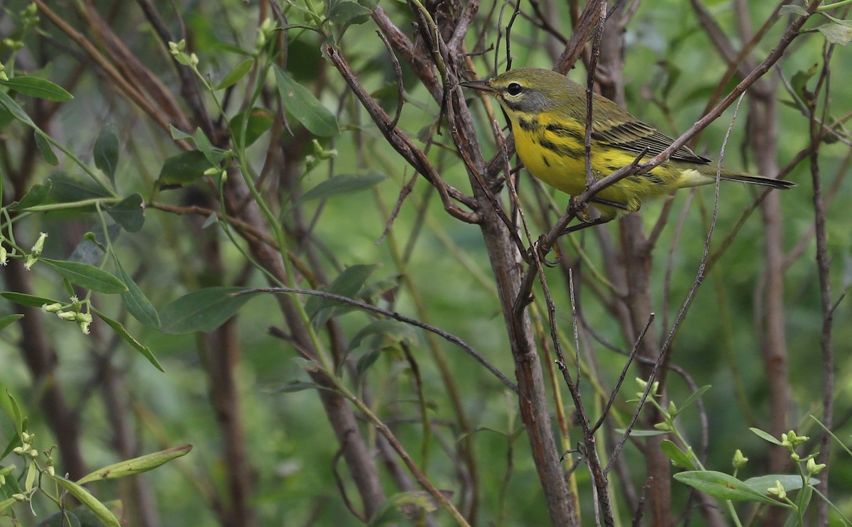 Prairie Warbler - ML642353675