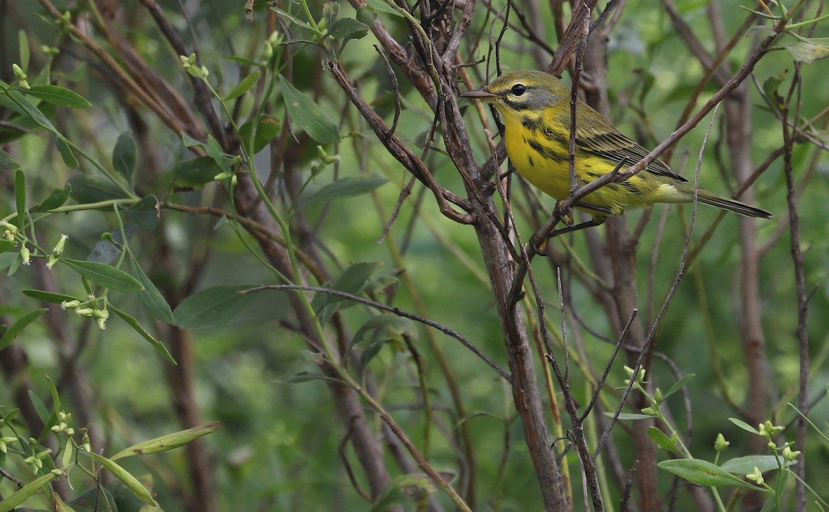 Prairie Warbler - ML642353678