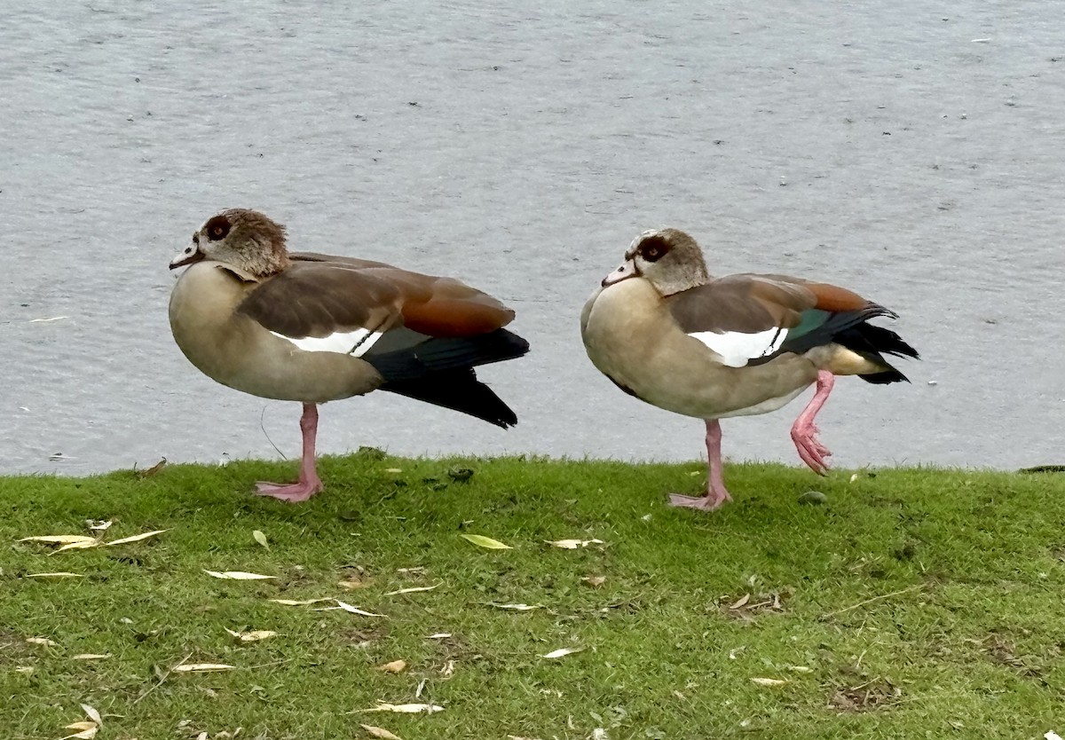 Egyptian Goose - ML642353681