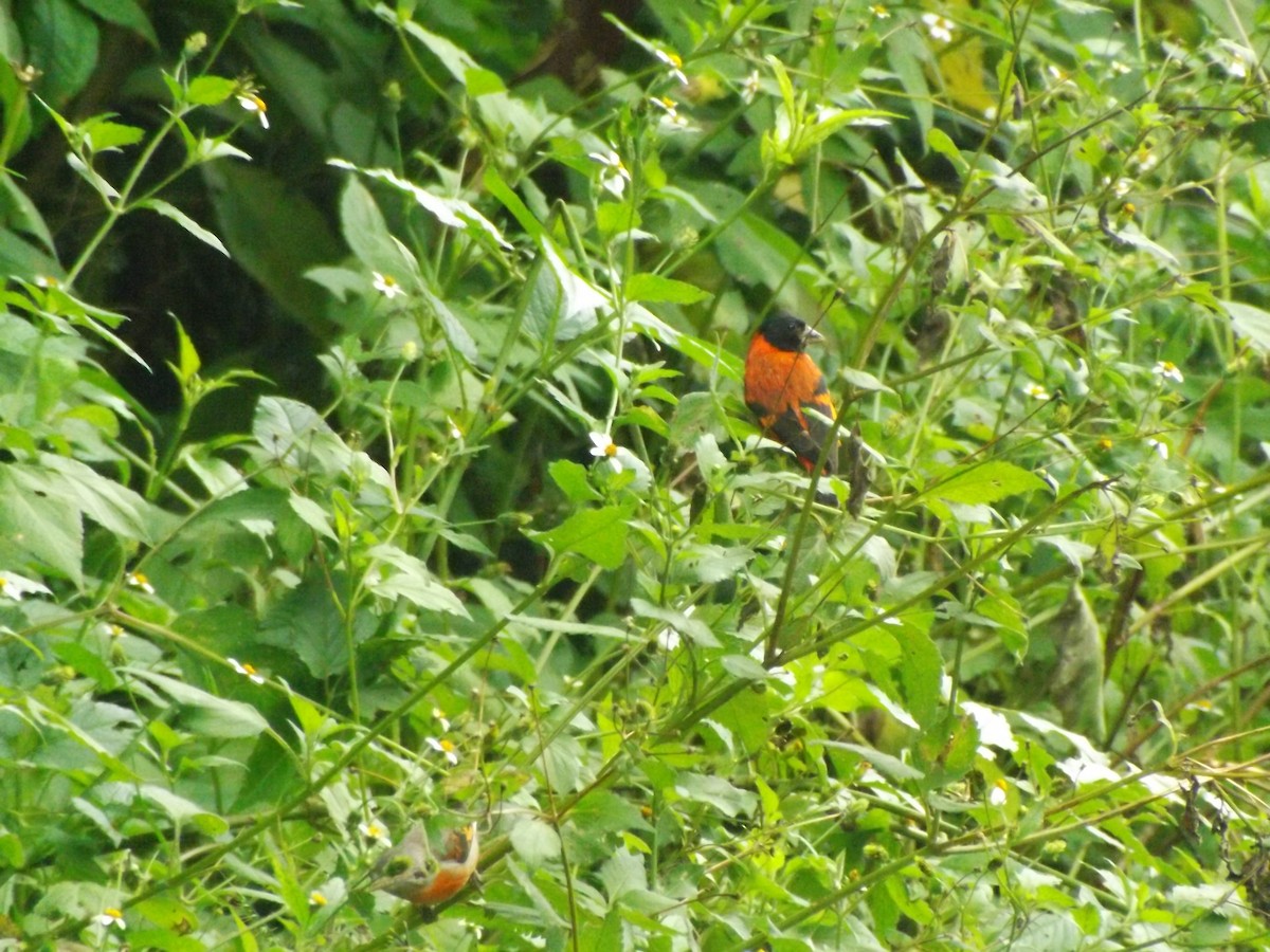 Red Siskin - ML642353700