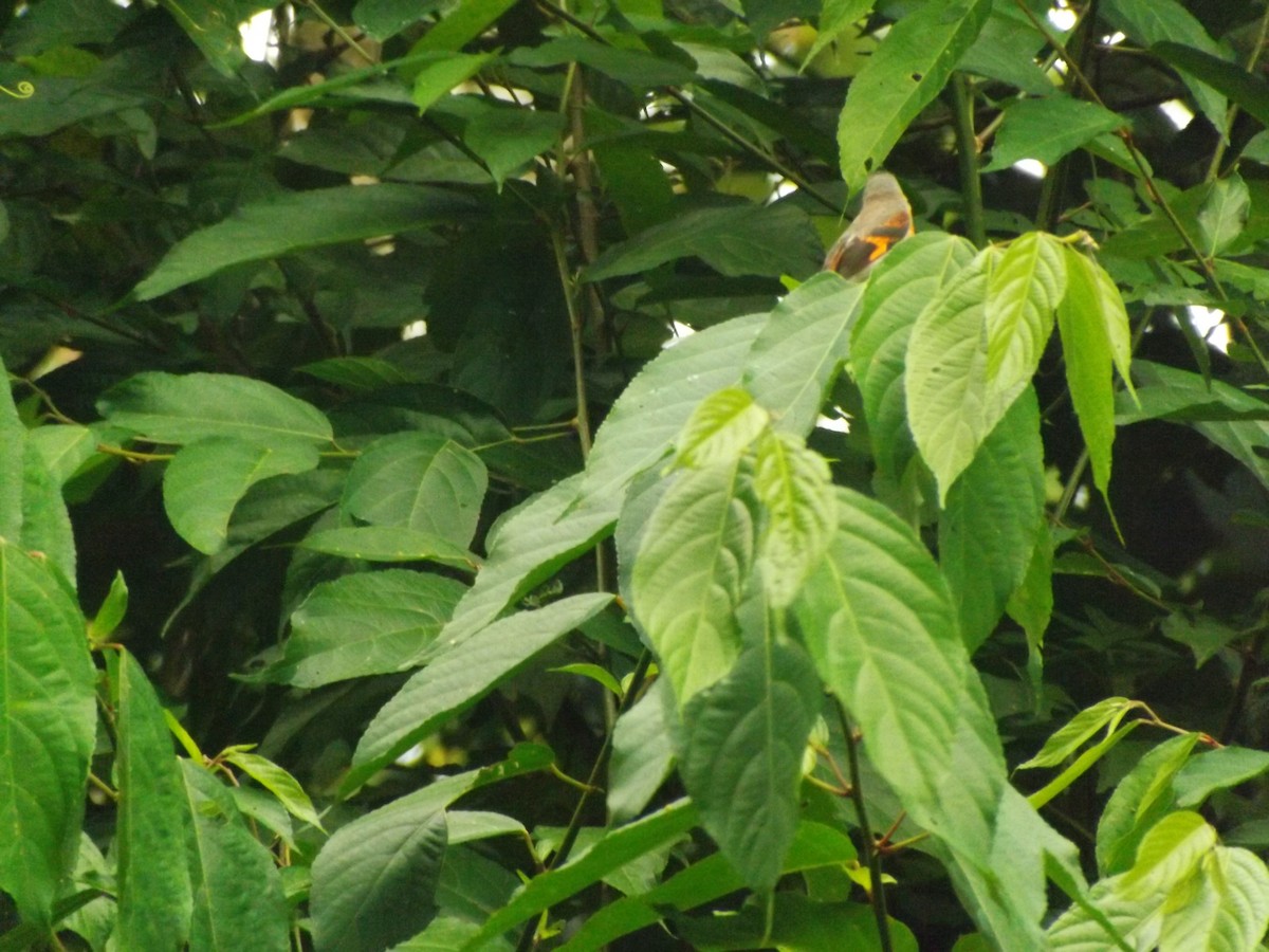 Red Siskin - ML642353715